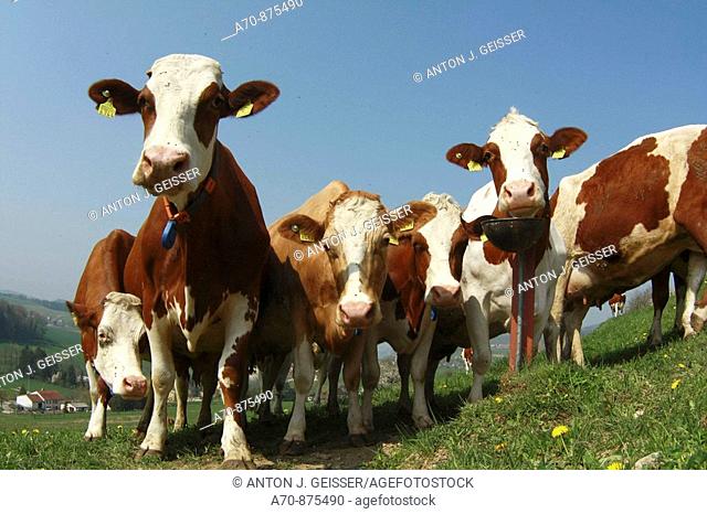 Agriculture of cows on a pasture (talking Holstein)