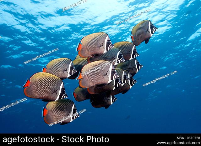 Shoal Redtail Butterfyfish, Chaetodon collare, Felidhu Atoll, Indian Ocean, Maldives