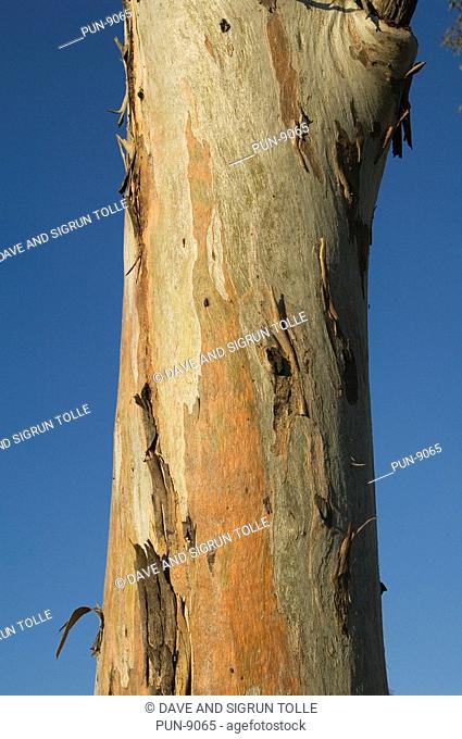 Eucalyptus tree trunk showing peeling bark at Carnarvon National Park
