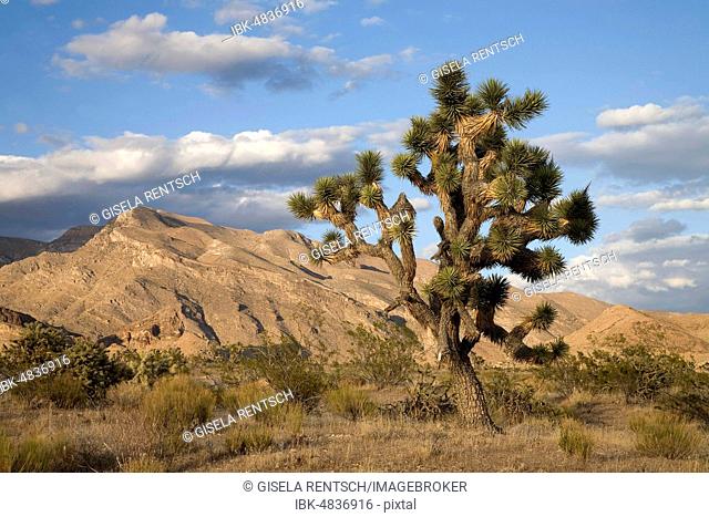 Yucca (Yucca brevifolia), Joshua Tree National Park, Utah, USA