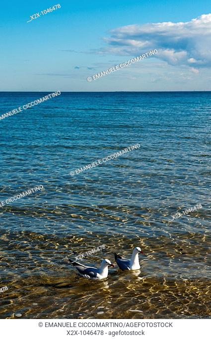 Seagulls, St  Kilda Beach, Melbourne, Victoria, Australia