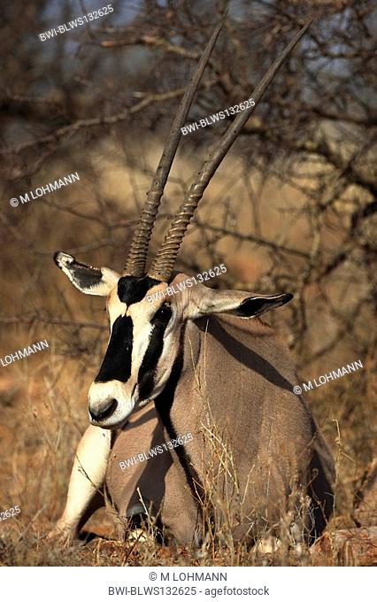 Beisa orynx, Gemsbock Oryx beisa, Oryx gazella beisa, resting, Kenya, Samburu National Reserve, Isiolo