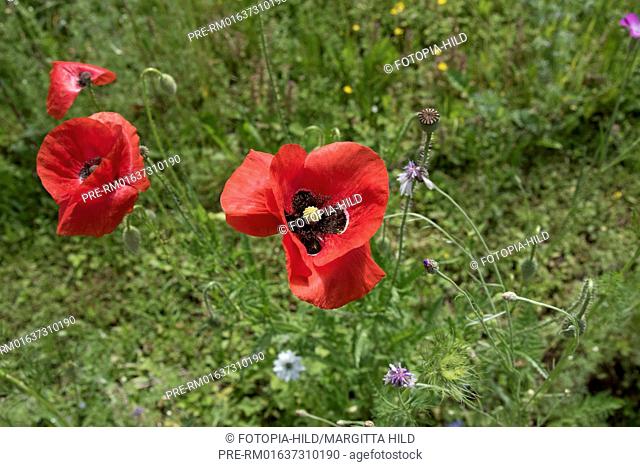 Common Poppy, Papaver rhoeas, Scheden, Dransfeld, Göttingen district, Lower Saxony, Germany, Europe / Klatschmohn, Papaver rhoeas, Scheden, Dransfeld