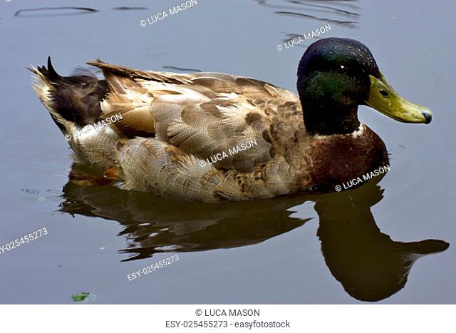 reflex of a female duck in a gray lake