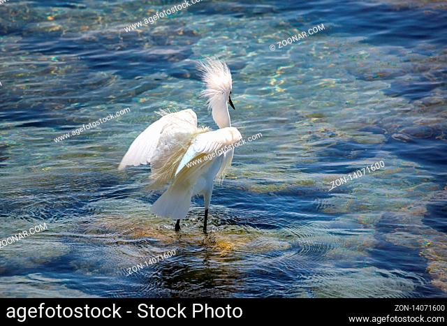 A Wild Egret on the Atlantic Ocean, Florida, USA