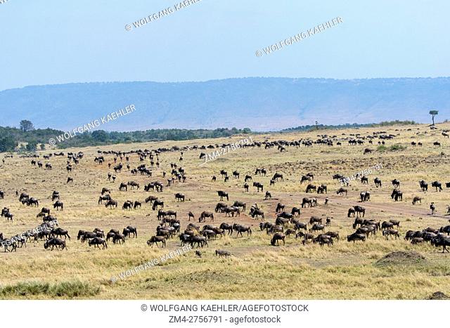 Wildebeests, also called gnus or wildebai, migrating through the grasslands towards the Mara River in the Masai Mara National Reserve in Kenya