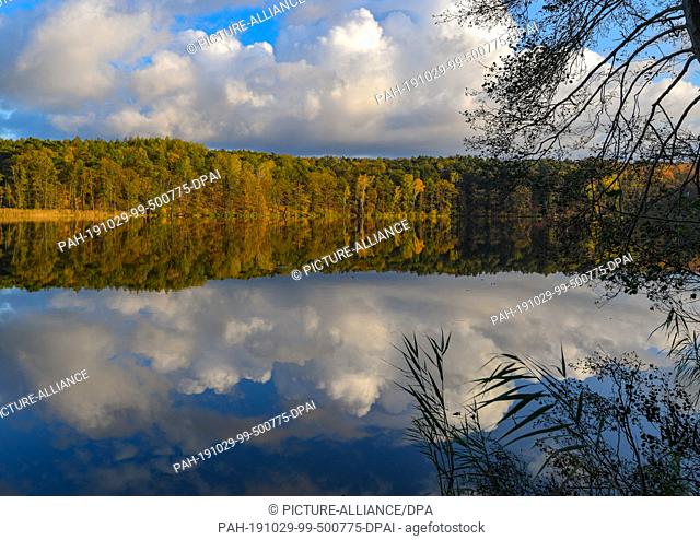 29 October 2019, Brandenburg, Treplin: The autumnally colourful deciduous forest on the shores of Lake Treplin and the cloudy sky are reflected in the smooth...