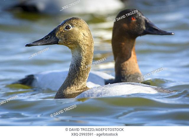 Canvasback ducks, Aythya valisineria, on the Chesapeake Bay, Cambridge, Maryland