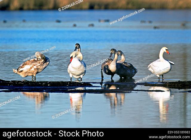 Hoeckerschwan ist der Nationalvogel Daenemarks - (Foto Hoeckerschwanfamilie) / Mute Swan is the National Bird of Denmark - (Photo Mute Swan family) / Cygnus...