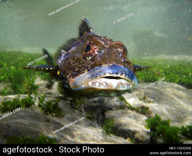 Short-horn sculpin, Myoxocephalus scorpius. Swimming in a tidal pool. It's usually found among seaweed or on rocky bottoms with mud or sand from 0 to 451 m