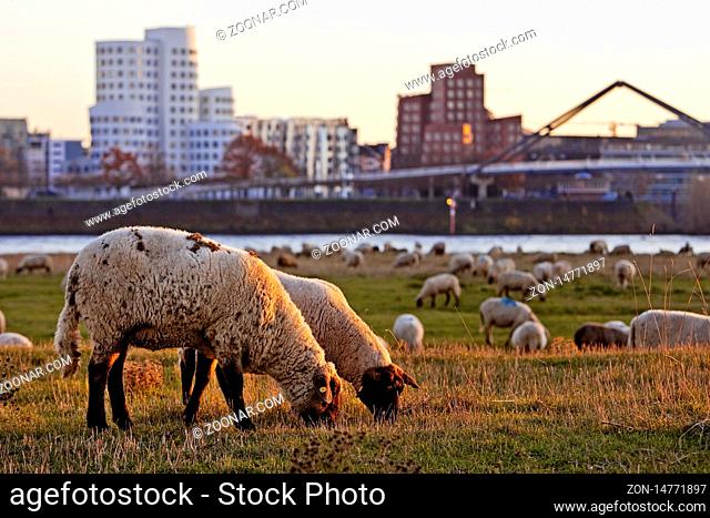 Schafe auf den Rheinwiesen vor den Gehry Bauten und der Hafenbruecke, Duesseldorf, Nordrhein-Westfalen. Deutschland, Europa