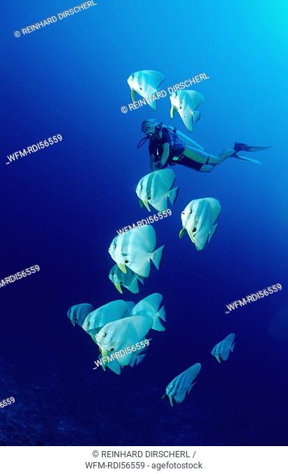 Longfin Batfishes and Diver, Platax Teira, Indian Ocean, Meemu Atoll, Maldives