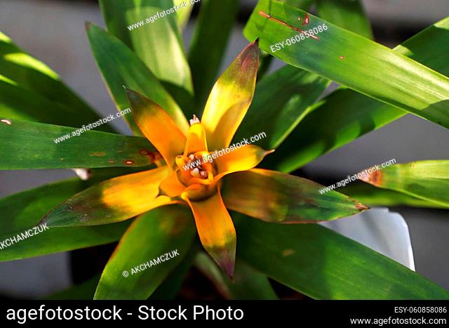 Top view of a yellow orange bromeliad in color