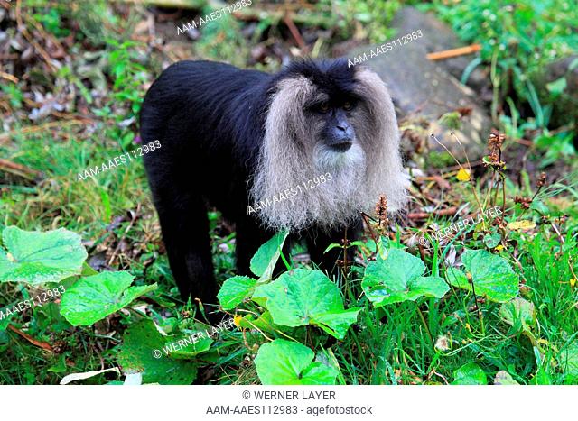 Long Tailed Macaque (Macaca silenus)