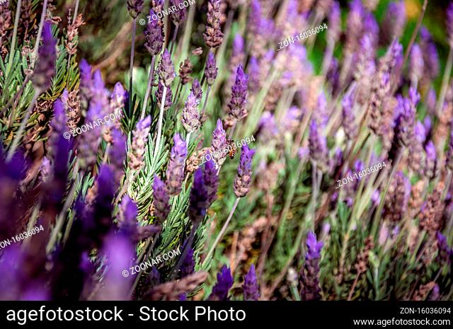 Beautiful close up bokeh of colorful lavender field with only one bee pollinating the violet and purple flowers