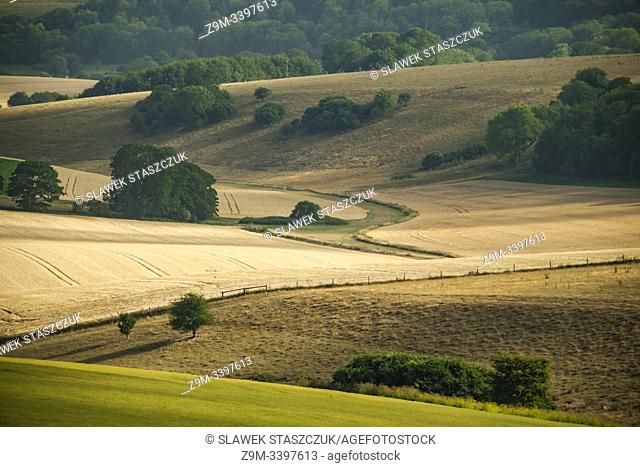 Summer afternoon on the South Downs in West Sussex, England