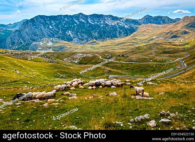 Picturesque summer mountain landscape of Durmitor National Park, Montenegro, Europe, Balkans Dinaric Alps, UNESCO World Heritage