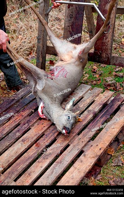 Killed deer are broken by the hunter, Fuhrberg, Lower Saxony