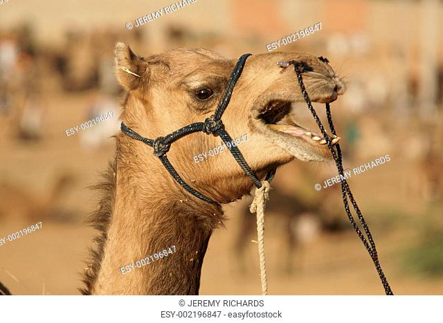 Camel Talk