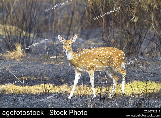 Female of Chital (Axis axis) searching for grass in a recently burned area. Terai. Nepal