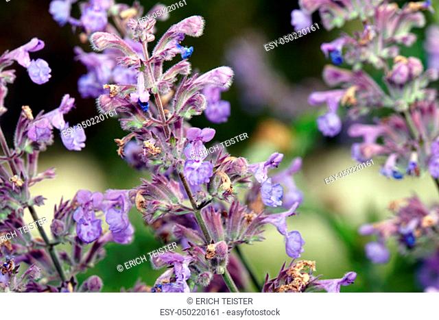 catnip, catswort, catwort or catmint in the garden (Nepeta cataria), flowering plant in the garden