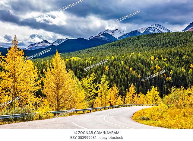 The magnificent Rocky Mountains in Canada. The warm Indian summer in October. Yellowed slender aspens near the road adjacent to the green spruce