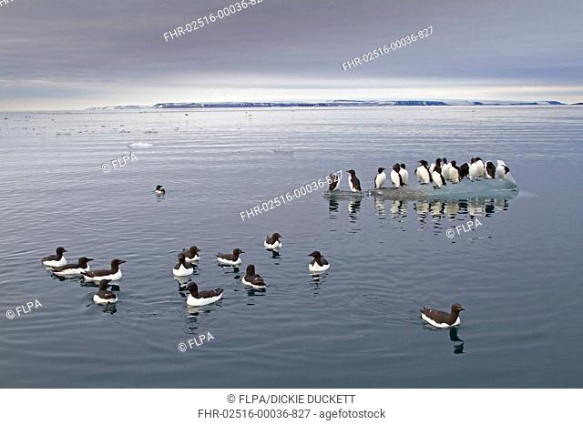 Brunnichs Guillemot Uria lomvia adults, summer plumage, flock swimming at sea and standing on ice floe in coastal habitat, Spitzbergen, Svalbard, july