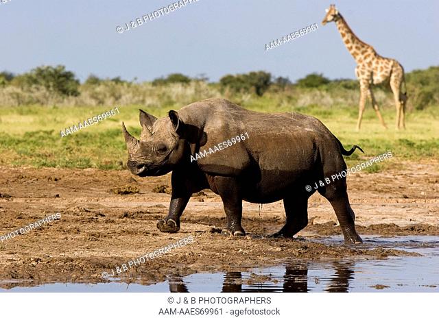Black Rhino (Diceros bicornis) leaving waterhole and Giraffe (Giraffa camelopardelis) arriving
