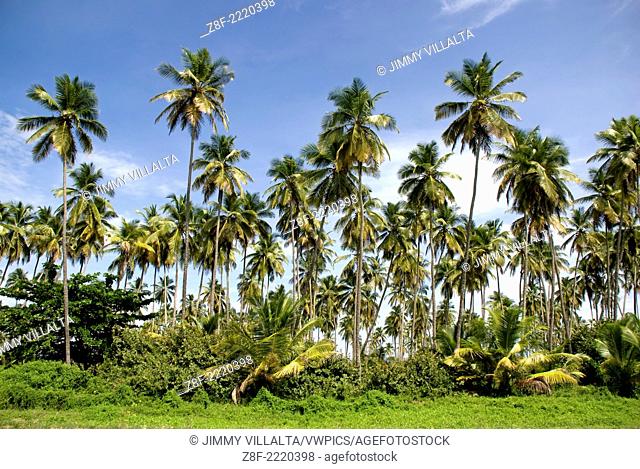 Field of tropical palm trees. Venezuela