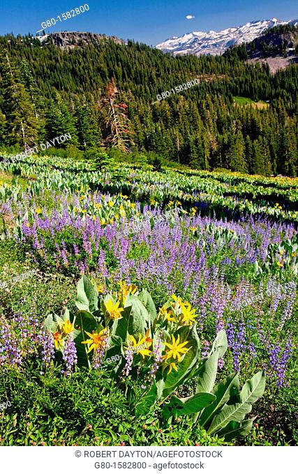 Summer bloom in the Lake Tahoe region