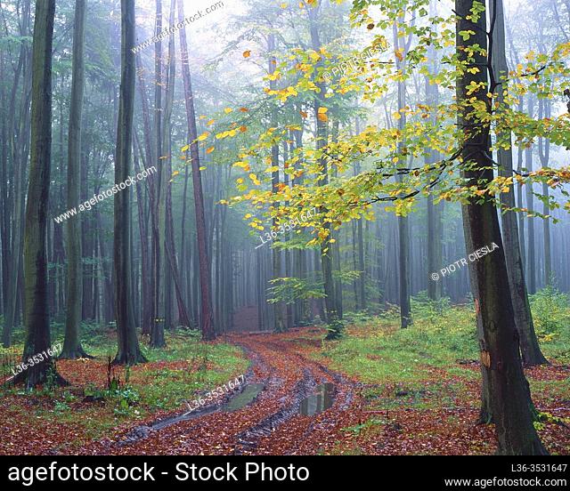 Poland. Kaszuby region. Autumn wood