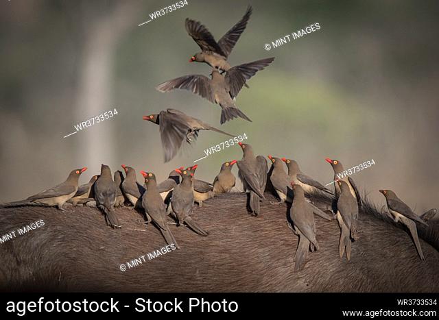 A flock of red billed oxpeckers, Buphagus erythrorhynchus, stand on the back of and fly off a bufallo, Syncerus caffer