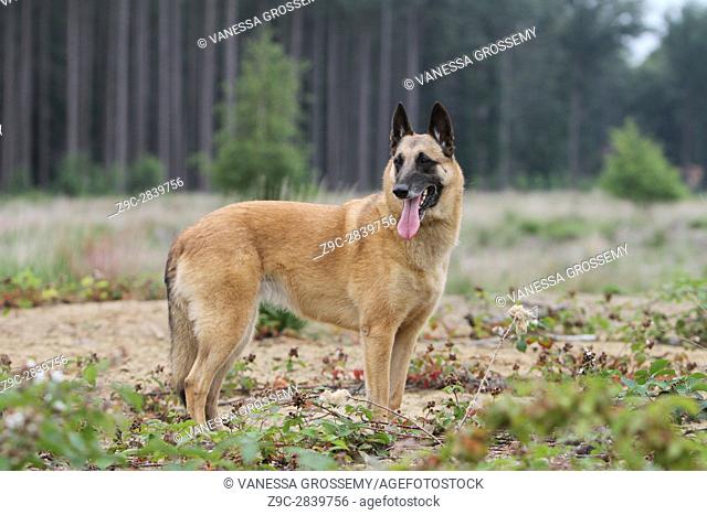 Dog Belgian shepherd Malinois