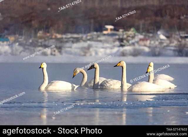 RUSSIA, PETROPAVLOVSK-KAMCHATSKY - FEBRUARY 2, 2023: Whooper swans are on Lake Khalaktyrskoye. The Whooper swan is on Kamchatka's Red List of Endangered Species