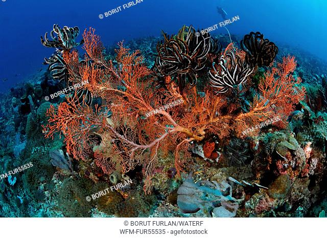 Indopacific Coral Reef, Alor, Indonesia