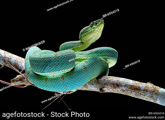 Forest Pit Viper (Bothriopsis bilineata) french guyana