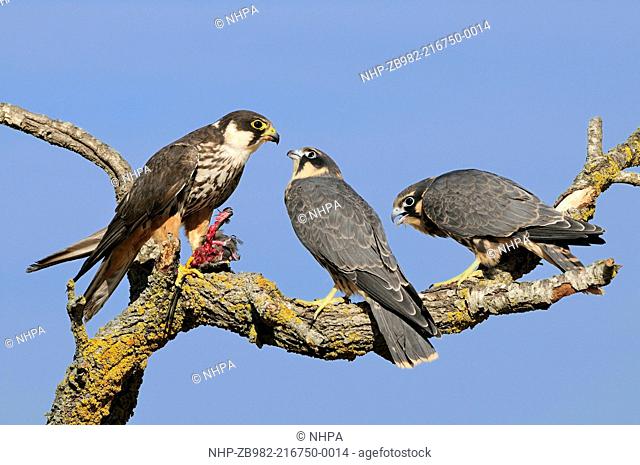 HOBBY Falco subbuteo adult with prey COMMON SWIFT A apus feeding young Lleida, Catalonia Spain