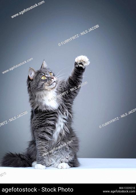 studio shot of a playful blue tabby white maine coon cat sitting raising paw on gray background with copy space