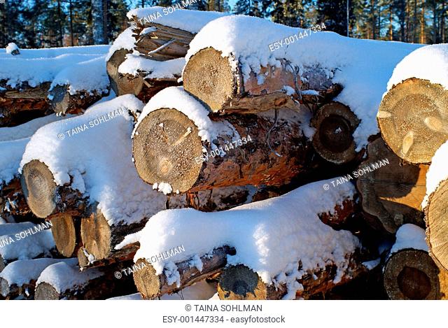 Pine Logs in Winter
