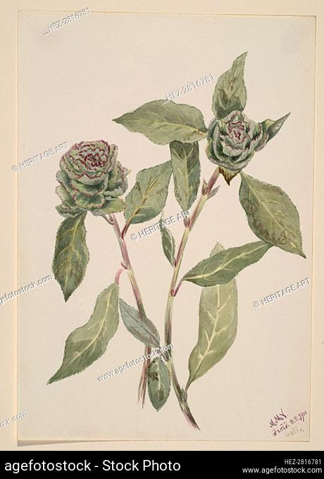 Willow (Salix), 1900. Creator: Mary Vaux Walcott