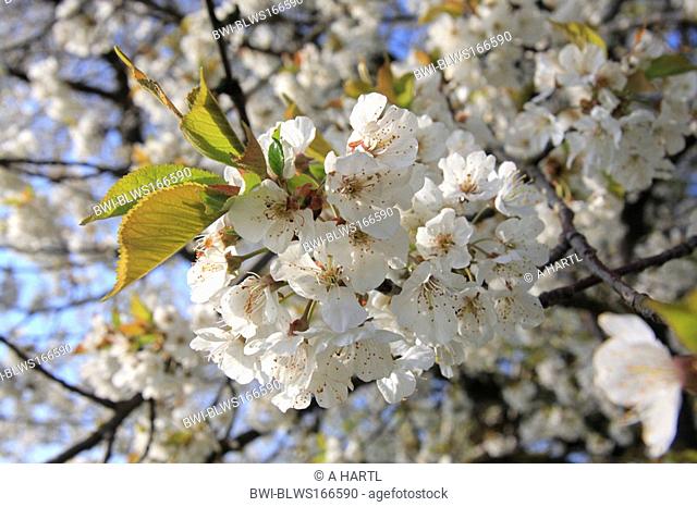 wild cherry, sweet cherry, gean, mazzard Prunus avium, some flowers, Germany, Bavaria