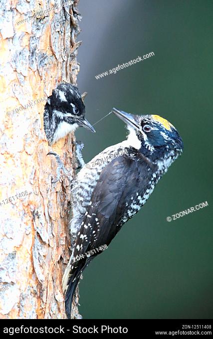Black Backed Woodpecker is feeding his young