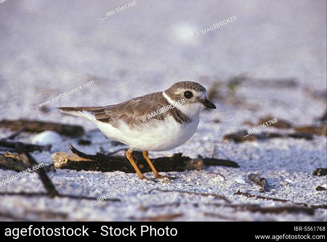 Piping plover (Charadrius melodus), Yellow-footed plover, Animals, Birds, Waders, Bird Piping Plover winter evening sun