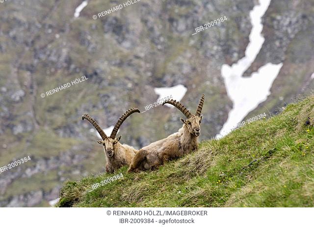 Alpine ibex (Capra ibex), two males, Hohe Tauern National Park, Carinthia, Austria, Europe