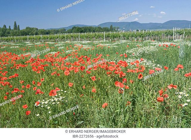 Red poppies (Papaver rhoeas), scentless mayweeds (Tripleurospermum maritimum ssp. inodorum) and grape vines (Vitis vinifera), Edenkoben, Rhineland-Palatinate