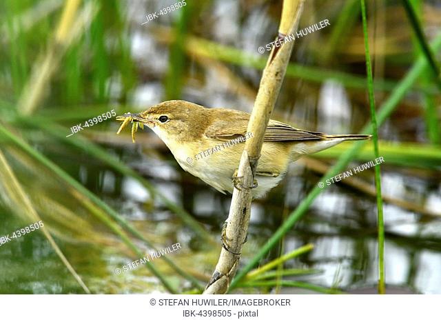Eurasian reed warbler (Acrocephalus scirpaceus) with food, insect in its beak, on a reed, Canton of Neuchâtel, Switzerland