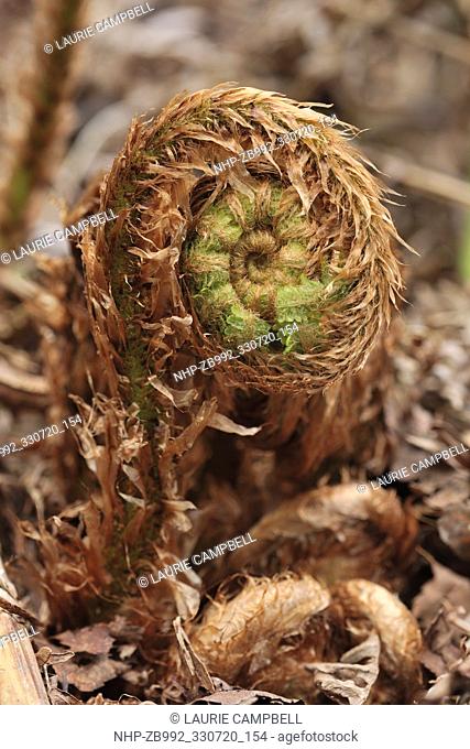 Scaly Male Fern (Dryopteris pseudomas) emerging fronds in spring, Little Druim Wood, Glen Finglas, Woodland Trust Reserve