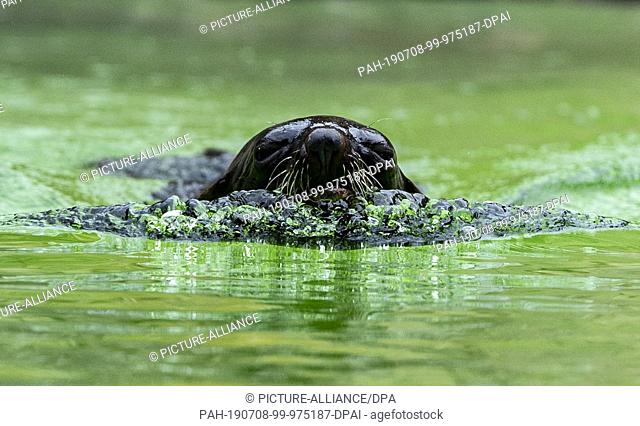 08 July 2019, Berlin: A South African sea bear (Arctocephalus pusillus) swims through the water basin in the outside enclosure of the zoo