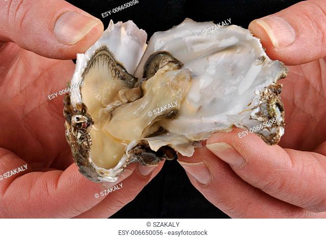 open and hold one organic and fresh oyster