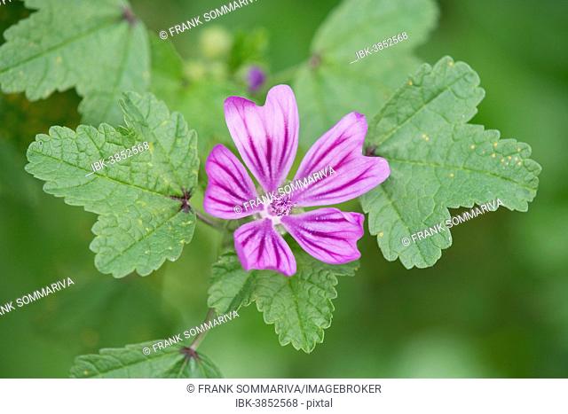 Common Mallow (Malva sylvestris), flower and leaves, Thuringia, Germany